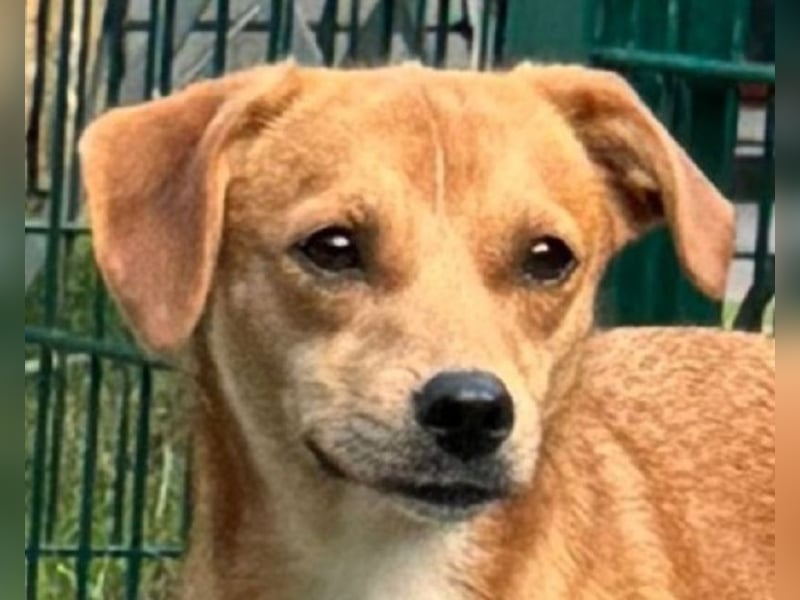 ♥PUMUCKL♥ auf Pflegestelle in Köln - zuckersüßer, sanfter, noch etwas unsicherer Junghund 41 cm ♥PUMUCKL♥ auf Pflegestelle in Köln - zuckersüßer, sanfter, noch etwas unsicherer Junghund 41 cm