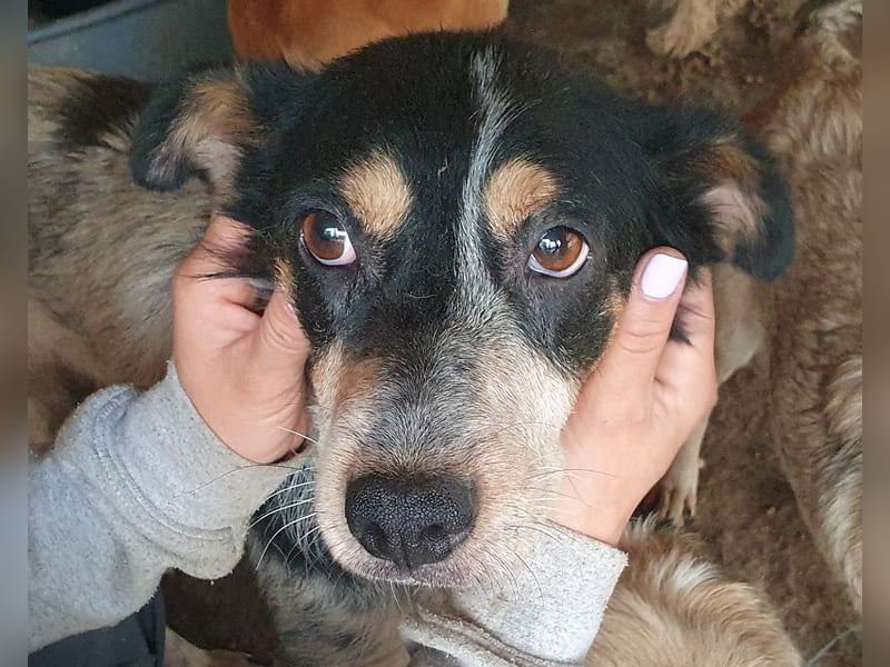 ♥NELE♥ neu auf Pflegestelle bei Leverkusen-wunderschöne, ruhige, verschmuste, sensible Hündin 47cm