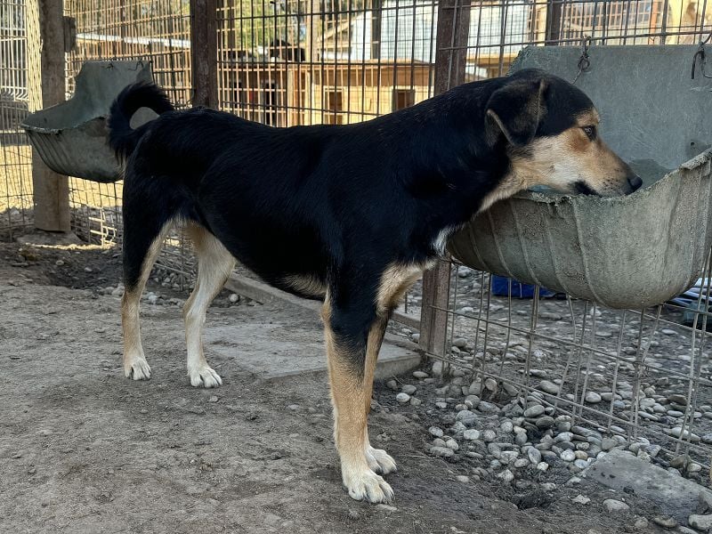 ♥RIBANA♥ süße, quirlige Junghündin, die traumhaft im Umgang mit Menschen ist 50 cm