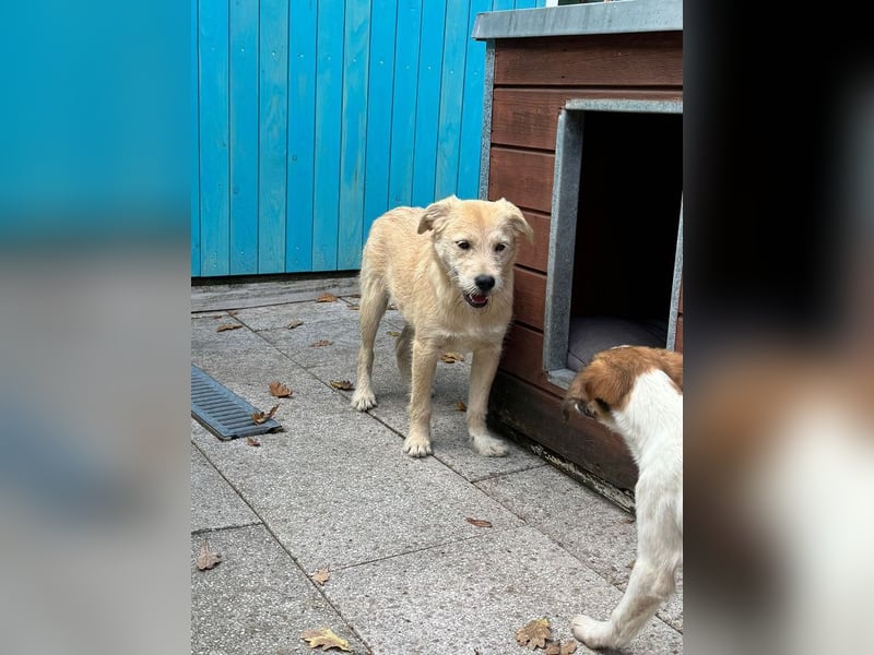 ♥BARNY♥ auf Pflegestelle bei Köln - zuckersüßer, verspielter Bub 44 cm (wachsend)