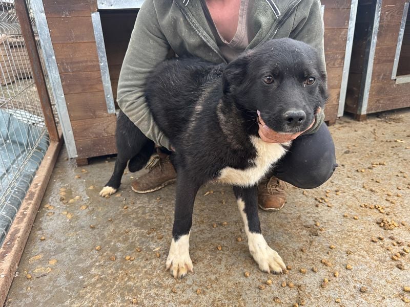 ♥MARVIN♥ zuckersüßer, ganz lieber, im Tierheim völlig verängstigter armer Schatz 48 cm