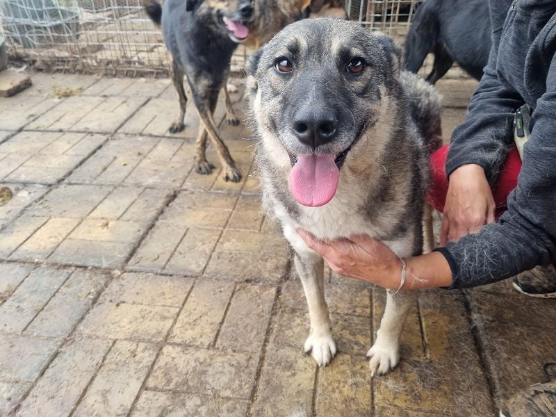 ♥LONKA♥ ab 14. Nov auf Pflegestelle bei Köln-wunderschöne, schmuse- und liebesbedürftige Hündin 44cm