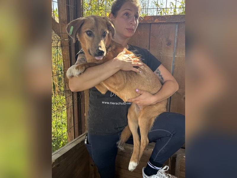 ♥BECKY♥ zuckersüße, hübsche, noch vorsichtige Junghündin 45 cm ♥BECKY♥ zuckersüße, hübsche, noch vorsichtige Junghündin 45 cm