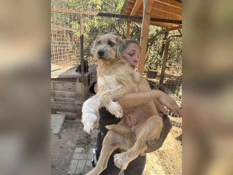 ♥CONNY♥ zuckersüße, sanfte Junghündin, die vom Tierheimstress überfordert ist 50 cm