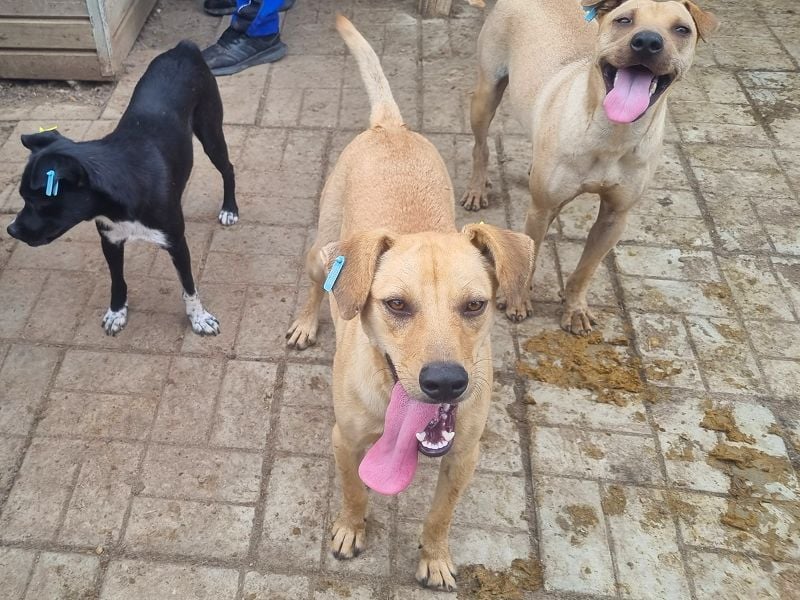 ♥FOXY♥ ganz lieber, fröhlicher, goldfarbener Blitz, der noch nie in Freiheit toben durfte 48 cm