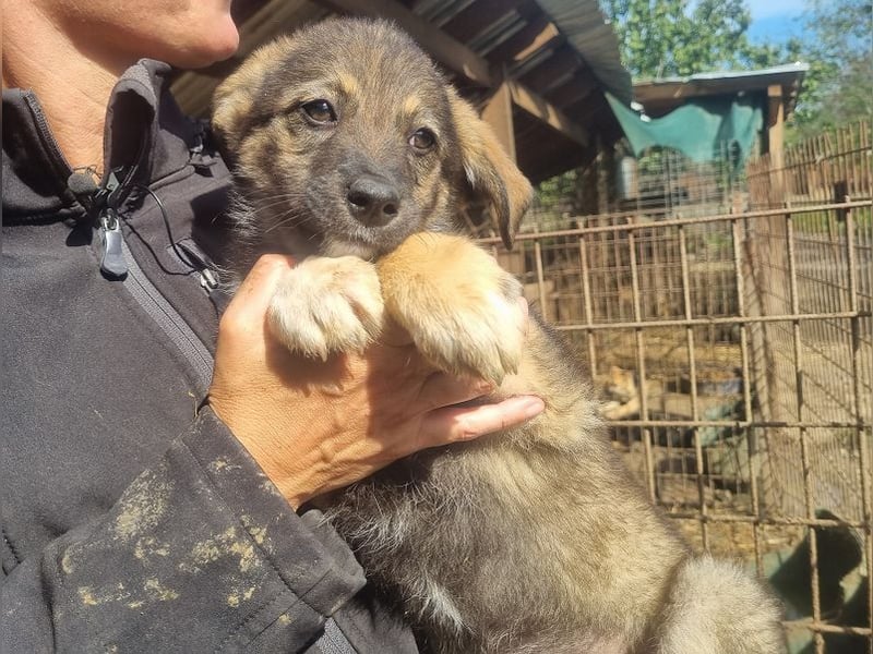 ♥ALISON♥ bezaubernde, verschmuste Junghündin voller Lebensfreude 49 cm