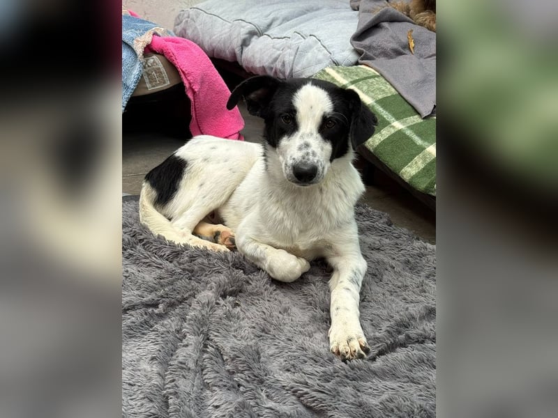 ♥KIM♥ neu auf Pflegestelle in Köln - verschmuste, zutrauliche, sanfte Juniorin 50 cm