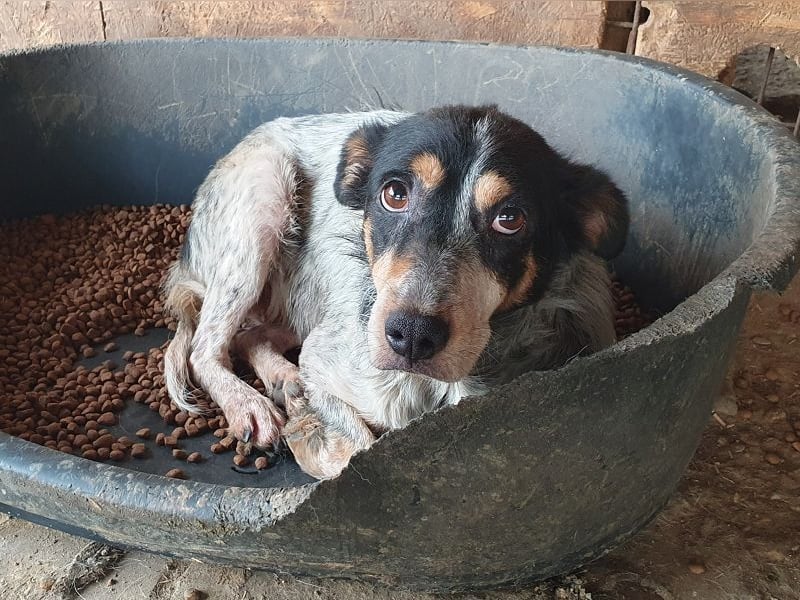 ♥NELE♥ wunderschöne, ruhige, verschmuste, sensible Hündin mit Pointer-Fellzeichnung 47 cm