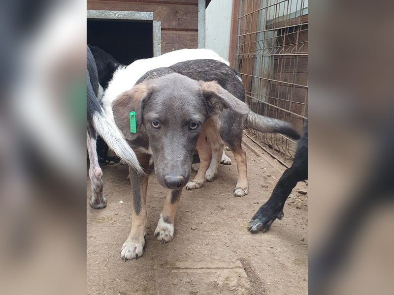 ♥FLORA♥ ab 15. Nov auf Pflegestelle bei Köln-wunderschöne, aufgeschlossene, verspielte Juniorin 41cm