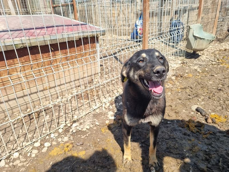 ♥SAFARI♥ sehr menschenbezogener, verschmuster Schatz,der so gar nichts im Tierheim verloren hat 49cm