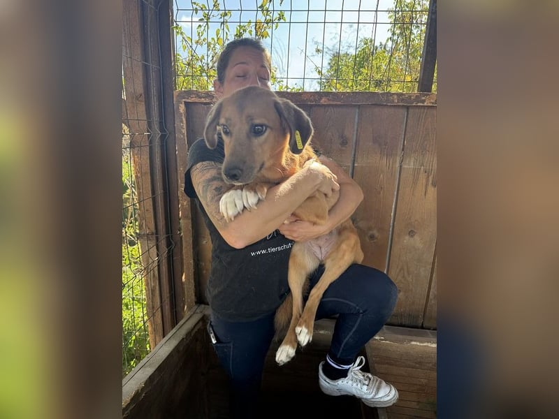 ♥BECKY♥ zuckersüße, hübsche, noch vorsichtige Junghündin 45 cm ♥BECKY♥ zuckersüße, hübsche, noch vorsichtige Junghündin 45 cm