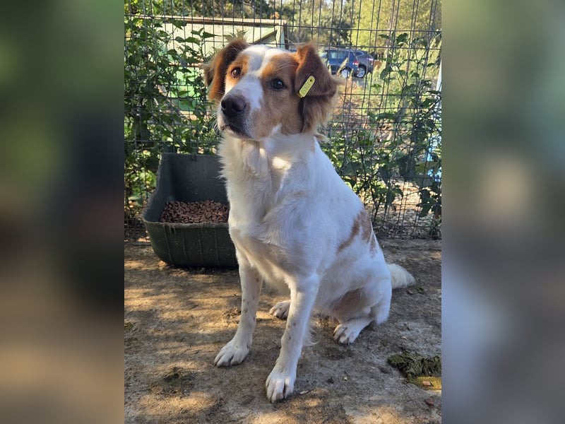 ♥NOALI♥ wunderschöne, noch etwas unsichere Hündin mit wuscheliger Puschelrute 50 cm