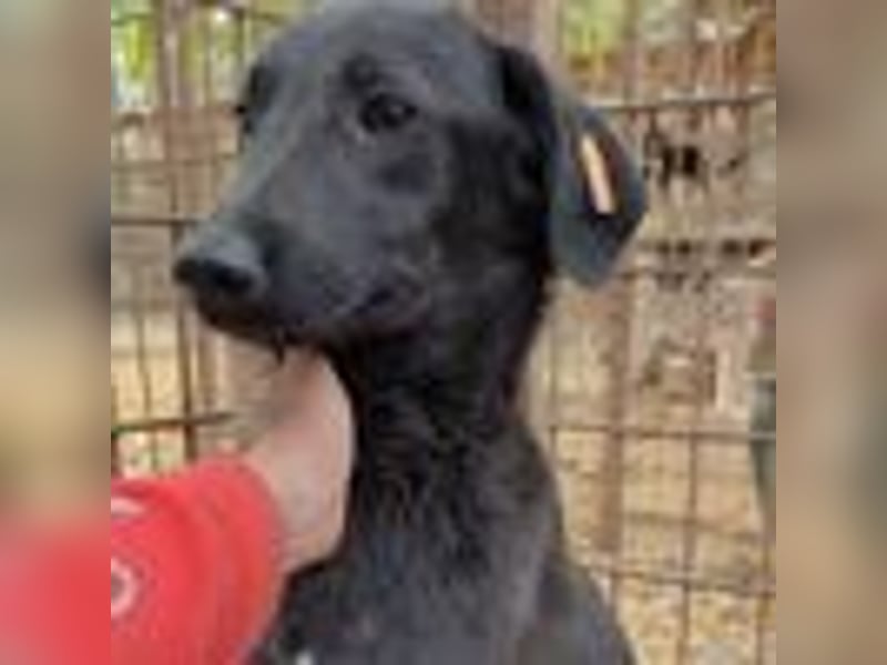 ♥LETTY♥ sehr zarte, süße Hündin, die von einem Fabrikgelände gerettet wurde 50 cm ♥LETTY♥ sehr zarte, süße Hündin, die von einem Fabrikgelände gerettet wurde 50 cm