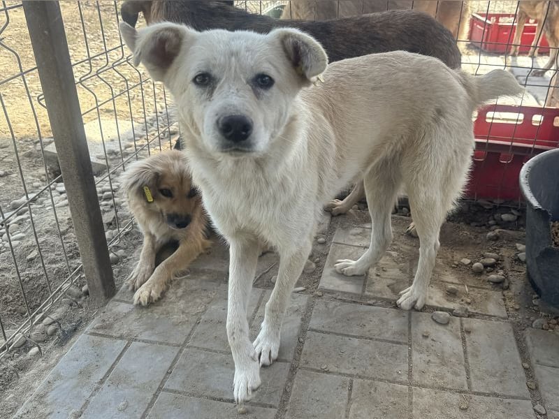 ♥VANESSA♥ süße, noch vorsichtige hübsche Maus, die im Tierheim so traurig schaut 48 cm ♥VANESSA♥ süße, noch vorsichtige hübsche Maus, die im Tierheim so traurig schaut 48 cm