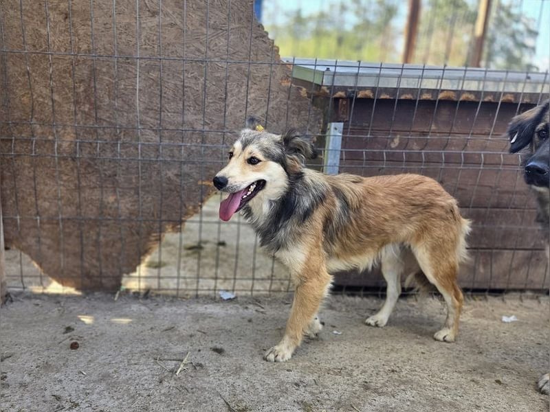 ♥SIMBA♥ neu auf Pflegestelle bei Köln - wunderschöner, so süßer und herzlicher Rüde 44 cm