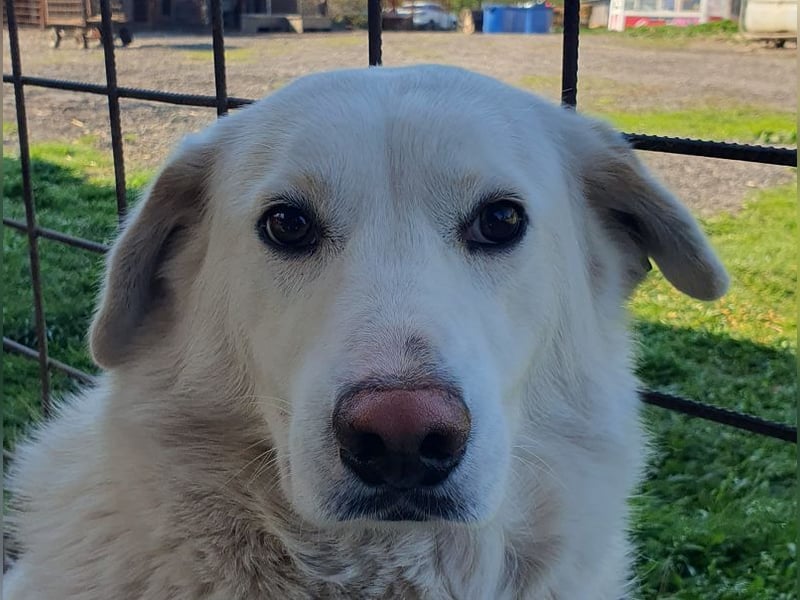 ♥JANOSCH♥ hübscher, sehr lieber, anfangs noch vorsichtiger Labrador-Mix-Rüde 48 cm