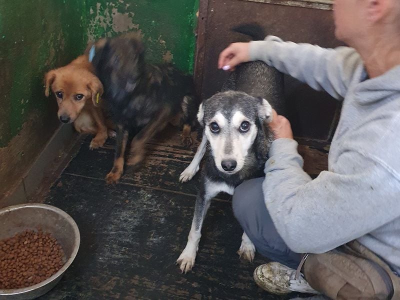 ♥FRITZI♥ neu auf Pflegestelle in Köln - zartes, ganz verschmustes Herzenshundekind 48 cm