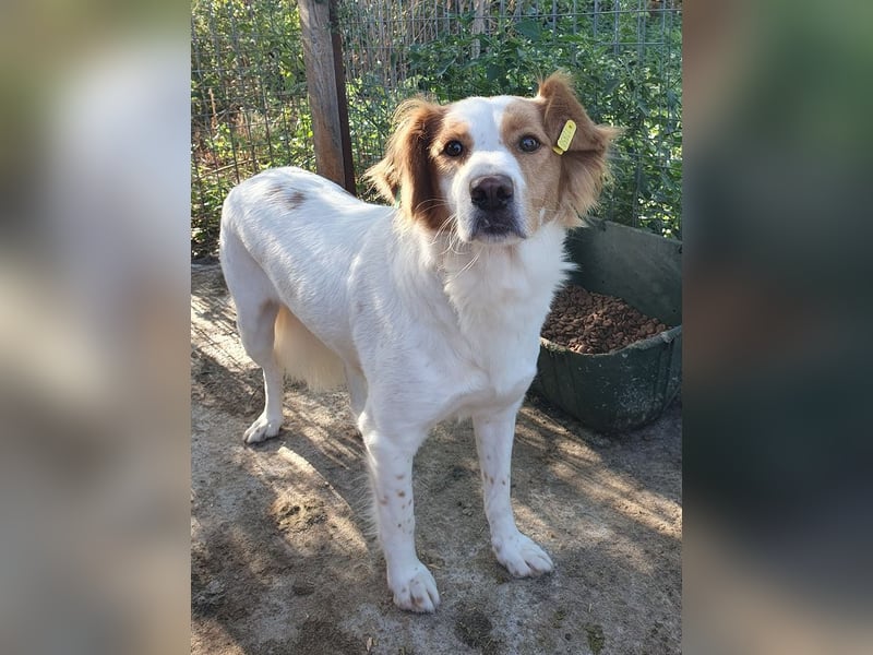 ♥NOALI♥ wunderschöne, noch etwas unsichere Hündin mit wuscheliger Puschelrute 50 cm