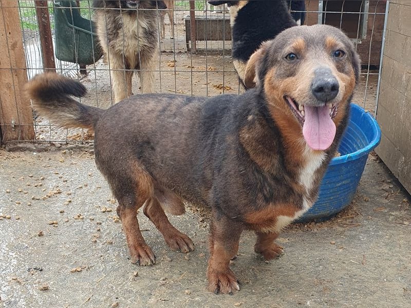 ♥IVO♥ kleiner, dackelähnlicher, sehr menschenbezogener und verschmuster Freund für's Leben 42 cm