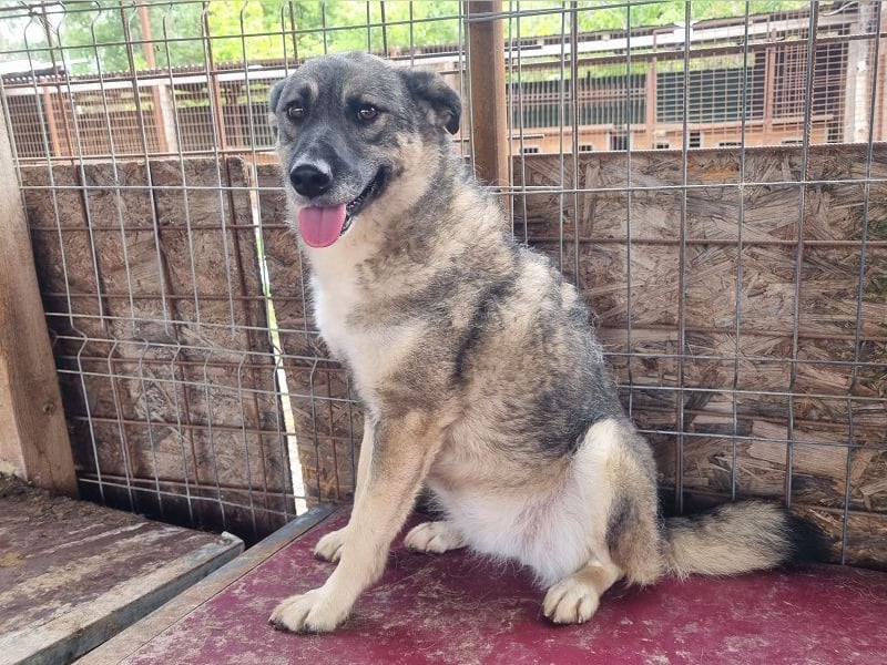 ♥LONKA♥ ab 14. Nov auf Pflegestelle bei Köln-wunderschöne, schmuse- und liebesbedürftige Hündin 44cm