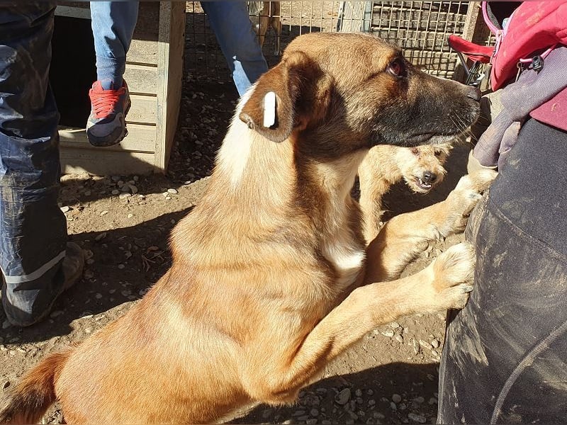 ♥NICO♥ verschmuster, sehr menschenbezogener, aufgeschlossener hübscher Rüde 47 cm ♥NICO♥ verschmuster, sehr menschenbezogener, aufgeschlossener hübscher Rüde 47 cm