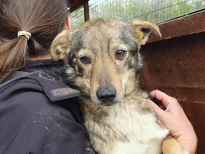 ♥LUMI♥ süßer, ganz lieber Rüde, der im Tierheim sehr viel Angst hat 47 cm