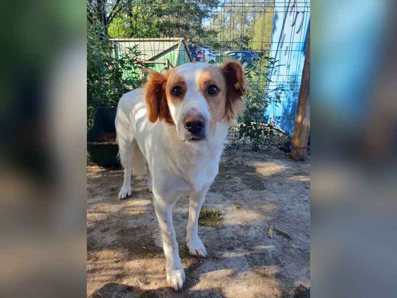 ♥NOALI♥ wunderschöne, noch etwas unsichere Hündin mit wuscheliger Puschelrute 50 cm