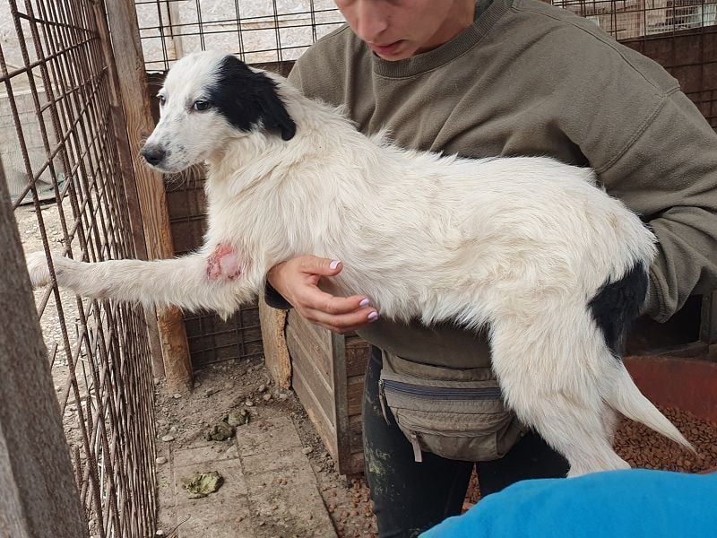♥YUKI♥ ab 15. Nov auf Pflegestelle bei Köln - zuckersüße, sehr zutrauliche, verspielte Juniorin 43cm