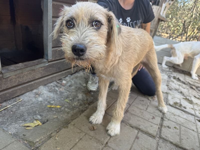 ♥CONNY♥ zuckersüße, sanfte Junghündin, die vom Tierheimstress überfordert ist 50 cm