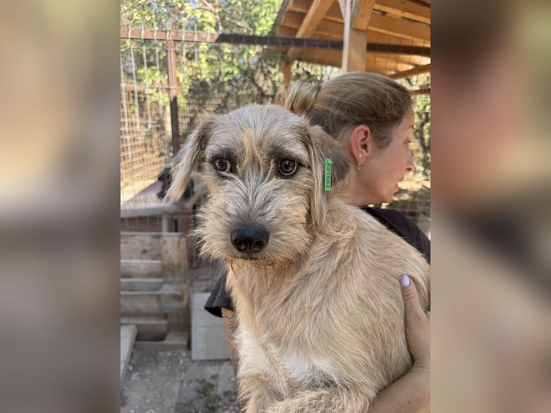 ♥CONNY♥ zuckersüße, sanfte Junghündin, die vom Tierheimstress überfordert ist 50 cm