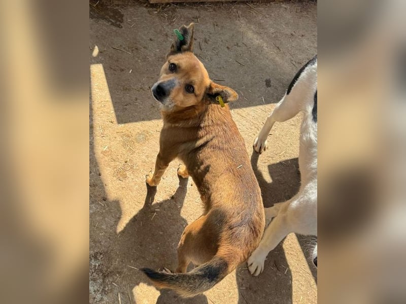 ♥AXEL♥ verschmuster, sehr menschenbezogener Traumhund 40-45 cm