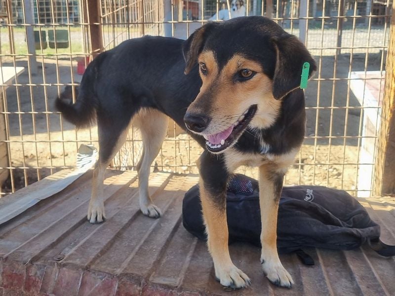 ♥RIBANA♥ süße, quirlige Junghündin, die traumhaft im Umgang mit Menschen ist 50 cm