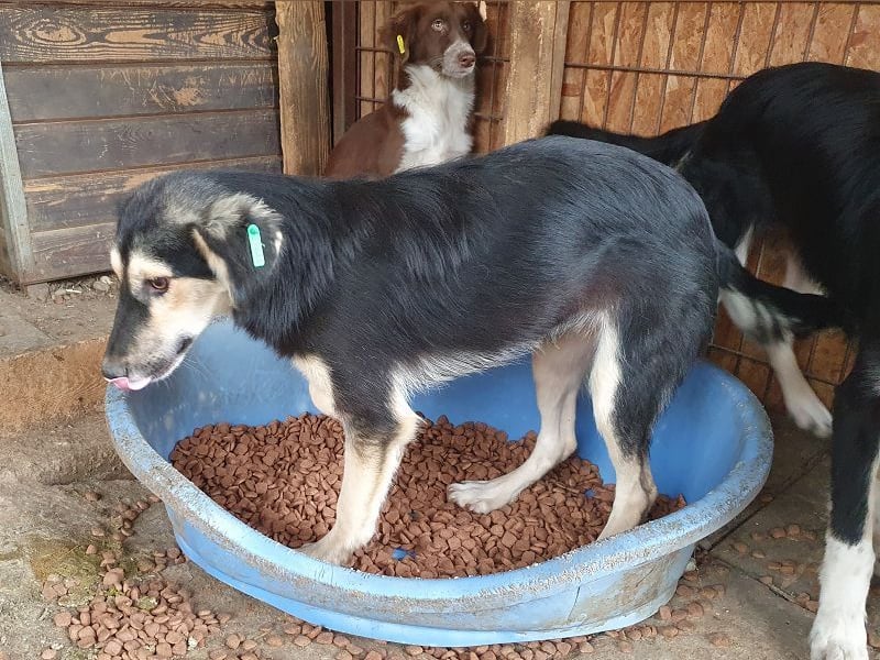 ♥ISABELLA♥ unglaublich verschmuste, verspielte, schlanke Schönheit mit ganz weichem Fell 46 cm