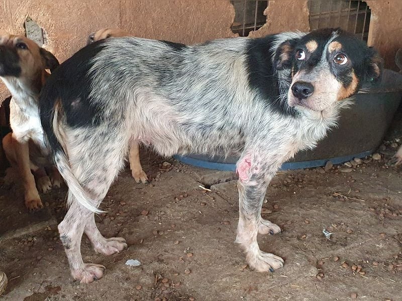 ♥NELE♥ wunderschöne, ruhige, verschmuste, sensible Hündin mit Pointer-Fellzeichnung 47 cm