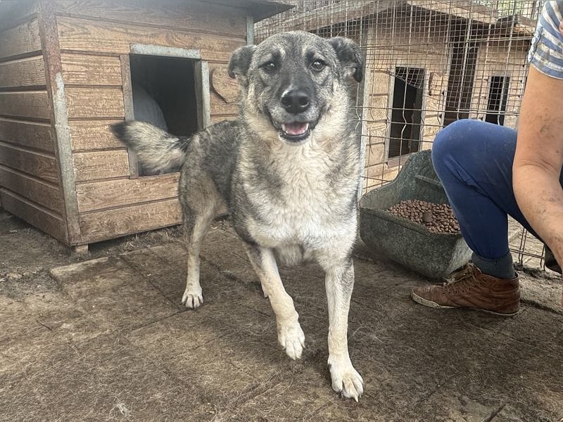♥LONKA♥ ab 14. Nov auf Pflegestelle bei Köln-wunderschöne, schmuse- und liebesbedürftige Hündin 44cm