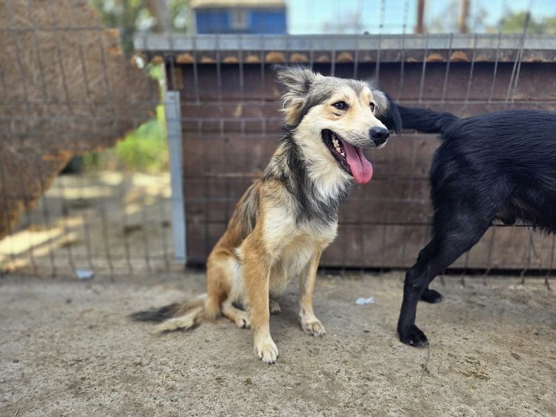 ♥SIMBA♥ neu auf Pflegestelle bei Köln - wunderschöner, so süßer und herzlicher Rüde 44 cm