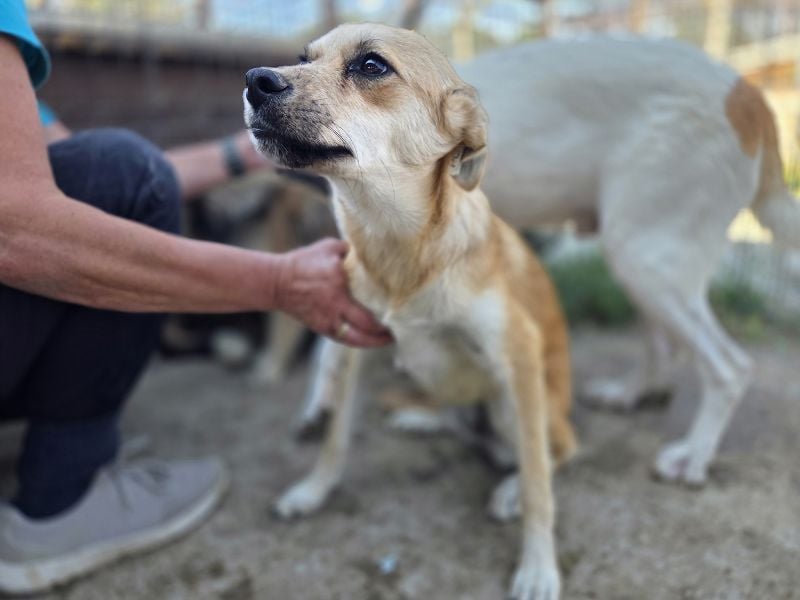 ♥CORA♥ elegante, ruhige, feinsinnige Hündin, die in sich ruht 45 cm