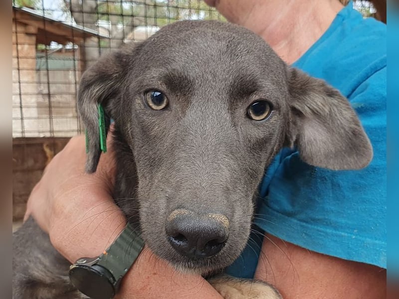 ♥FLORA♥ ab 15. Nov auf Pflegestelle bei Köln-wunderschöne, aufgeschlossene, verspielte Juniorin 41cm