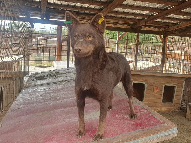 ♥SCHOKI♥ neu auf Pflegestelle bei Köln - süße, anhängliche, ruhige Hündin 44cm