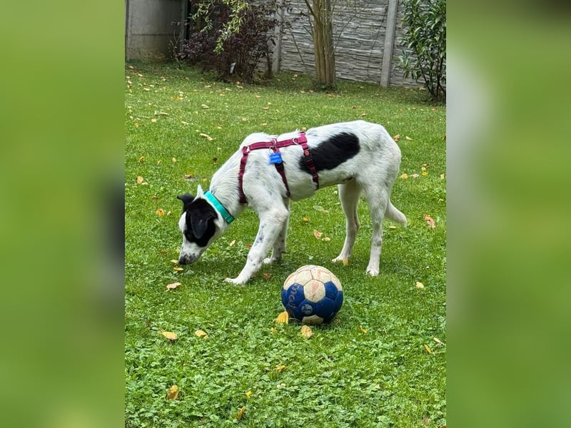 ♥KIM♥ neu auf Pflegestelle in Köln - verschmuste, zutrauliche, sanfte Juniorin 50 cm