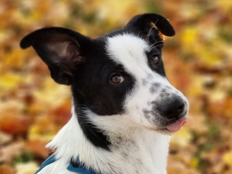 ♥KIM♥ neu auf Pflegestelle in Köln - verschmuste, zutrauliche, sanfte Juniorin 50 cm