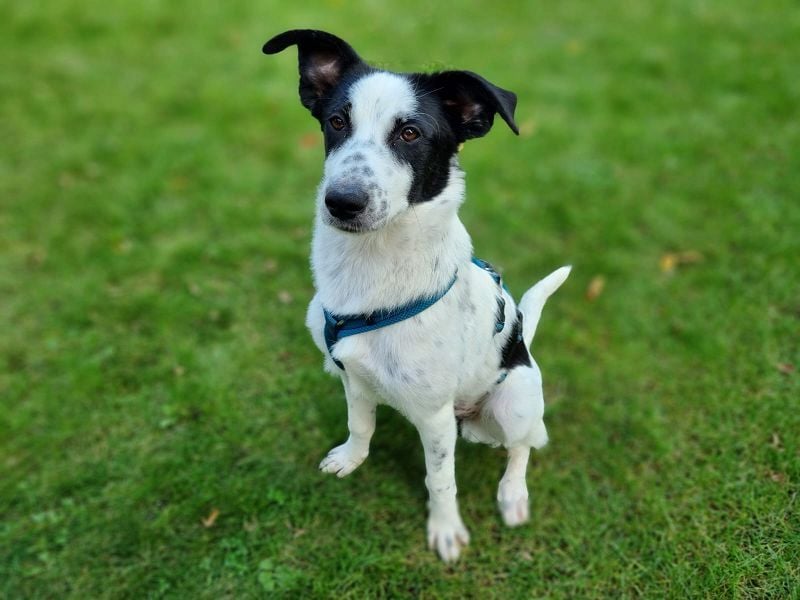 ♥KIM♥ neu auf Pflegestelle in Köln - verschmuste, zutrauliche, sanfte Juniorin 50 cm