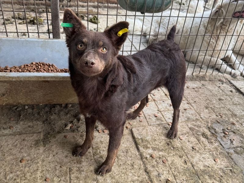 ♥SCHOKI♥ neu auf Pflegestelle bei Köln - süße, anhängliche, ruhige Hündin 44cm