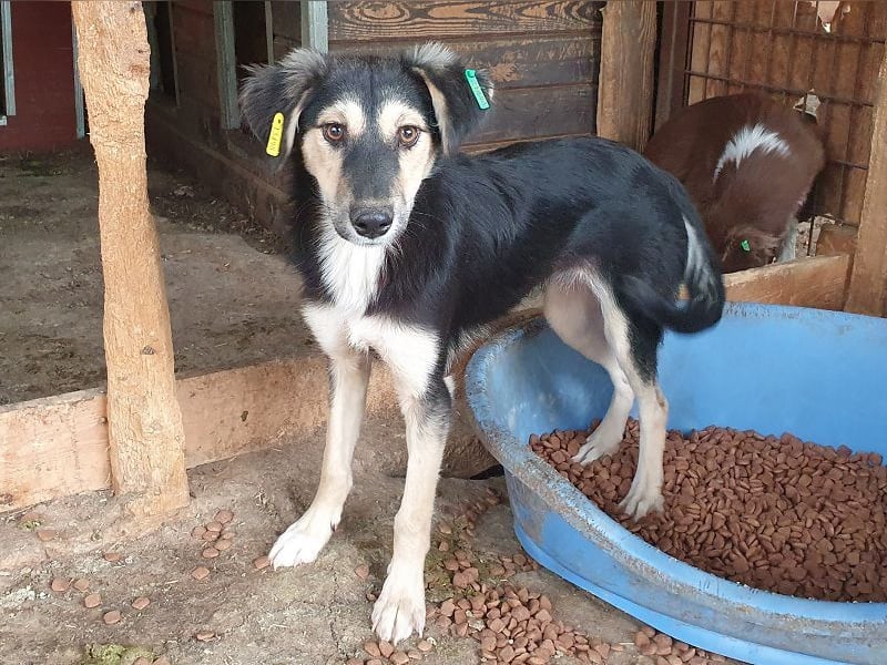 ♥ISABELLA♥ unglaublich verschmuste, verspielte, schlanke Schönheit mit ganz weichem Fell 46 cm