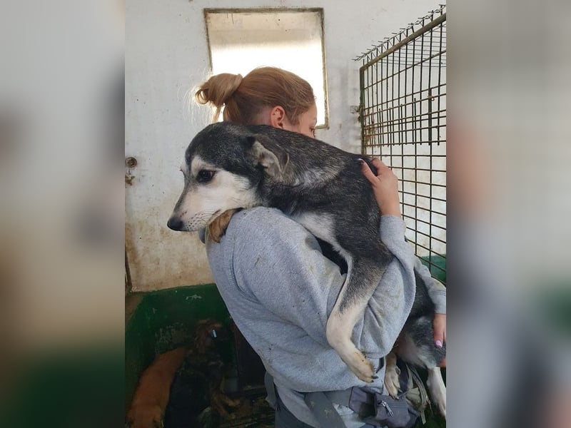 ♥FRITZI♥ neu auf Pflegestelle in Köln - zartes, ganz verschmustes Herzenshundekind 48 cm