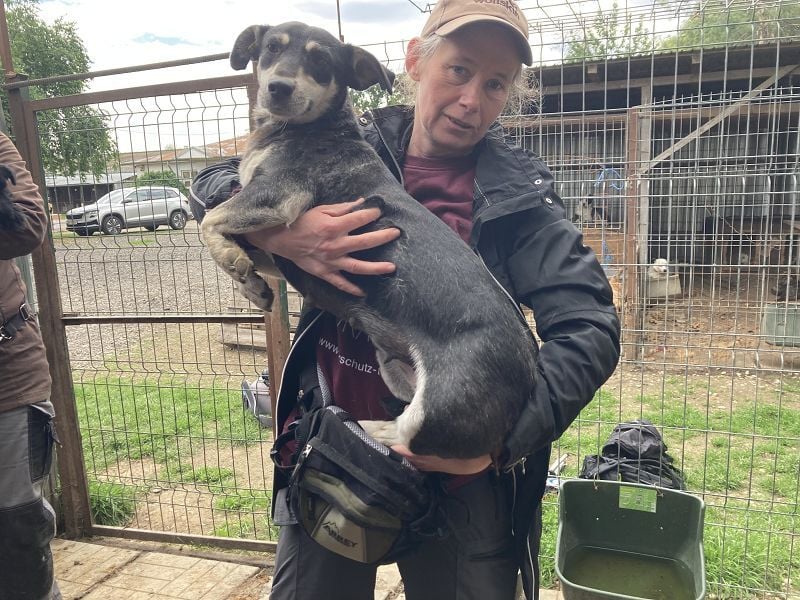 ♥RONI♥ sanfte,hübsche, liebe,anfangs noch schüchterne Hündin,die sicher schnell Vertrauen fasst 47cm