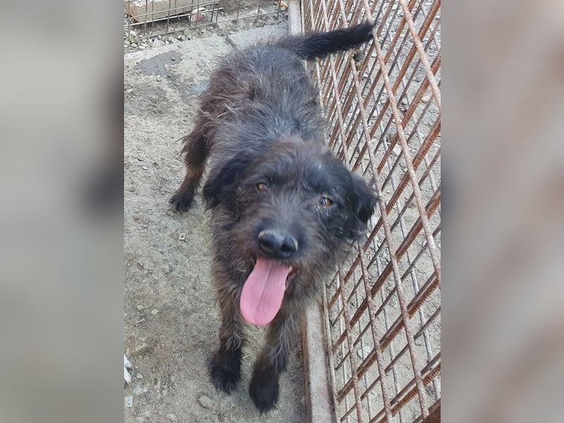 ♥BORIS♥ ganz zutraulicher, sanfter, lieber Wuschel-Mix-Rüde, der begeistert 46 cm ♥BORIS♥ ganz zutraulicher, sanfter, lieber Wuschel-Mix-Rüde, der begeistert 46 cm