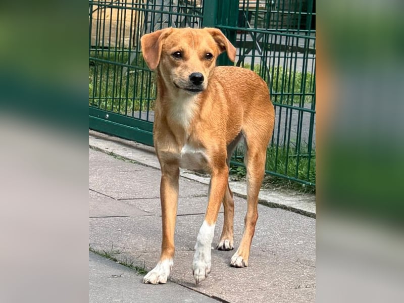 ♥PUMUCKL♥ auf Pflegestelle in Köln - zuckersüßer, sanfter, noch etwas unsicherer Junghund 41 cm