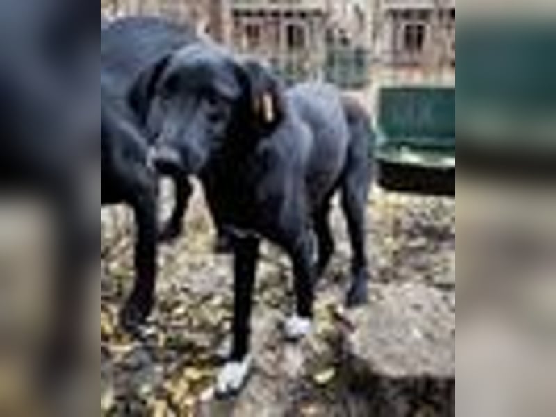 ♥LETTY♥ sehr zarte, süße Hündin, die von einem Fabrikgelände gerettet wurde 50 cm ♥LETTY♥ sehr zarte, süße Hündin, die von einem Fabrikgelände gerettet wurde 50 cm