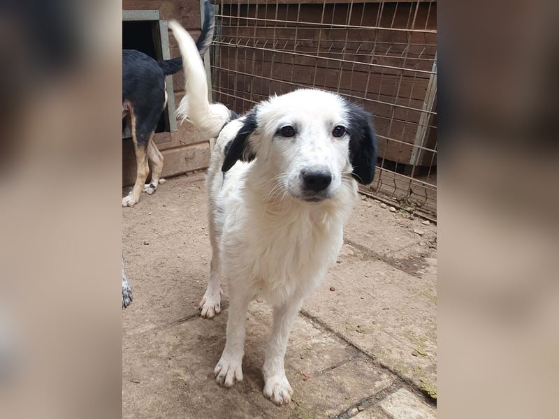 ♥YUKI♥ ab 15. Nov auf Pflegestelle bei Köln - zuckersüße, sehr zutrauliche, verspielte Juniorin 43cm